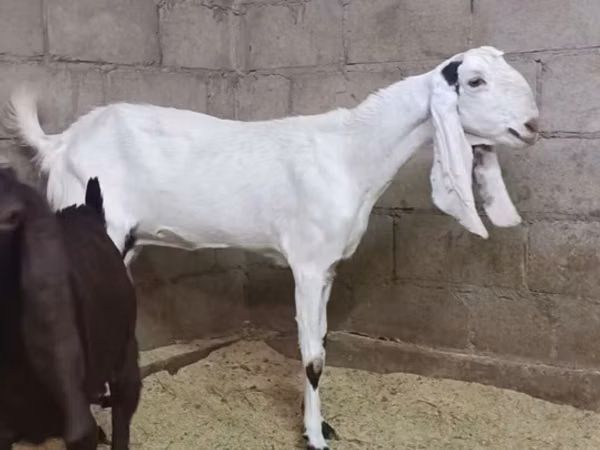 बकरी, Kamori goats