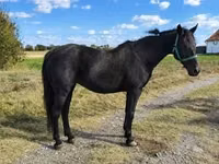 Faras dhaddig, Horses — sawirka 1