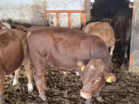 公牛, Simmental cattle — 照片 1