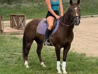 Yegua, Quarter Horse — foto 3