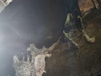 गाय, Russian Black pied cattle — फ़ोटो 6