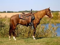 فرس, Rocky Mountain Horse — الصورة 1