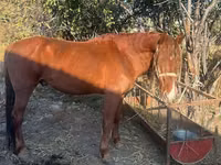 公马, Horses — 照片 3