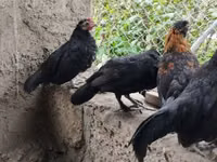 Czech Gold Brindled Hen — picha 4