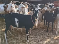 عنزة, Toggenburg goat — الصورة 6