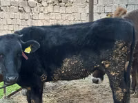 母牛, Cattle — 照片 2