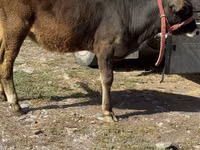 गाय, अलाताऊ नस्ल — फ़ोटो 4