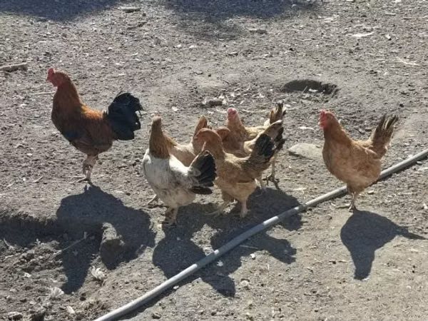 Chickens