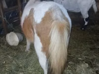 Yegua, Caballos — foto 2