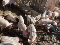 Boar, Pigs — photo 1