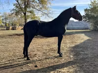 Faras, Nonius horse — sawirka 1