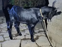 公羊, South meat sheep — 照片 2