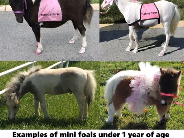 Faras, Miniature horse