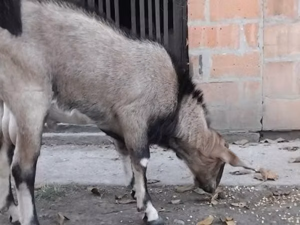 公山羊, Nubian Goat