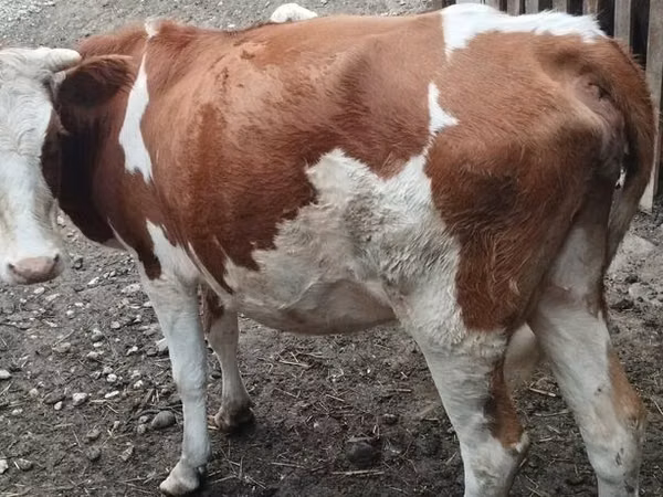 Ng'ombe jike, Simmental cattle