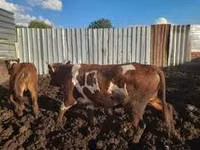 Vaca, Vaca de estepa roja — foto 1