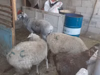 母羊, Yecheng sheep — 照片 2