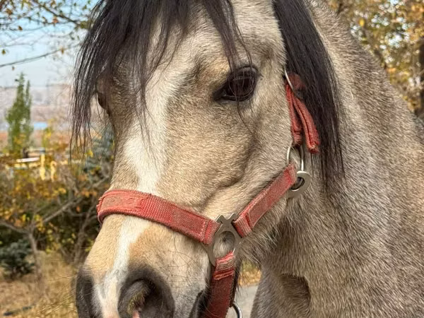 Mare, Welsh Mountain Pony