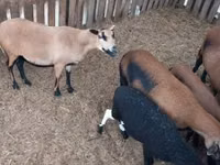 भेड़ें (लॉट, लिंग निर्दिष्ट नहीं), Cameroon sheep — फ़ोटो 5