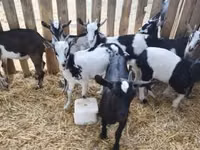 बकरा, बकरियाँ — फ़ोटो 6