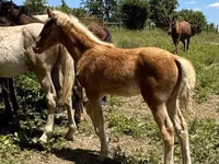 公马, Rocky Mountain Horse — 照片 6