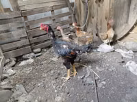 澳大利亚斗鸡 — 照片 1