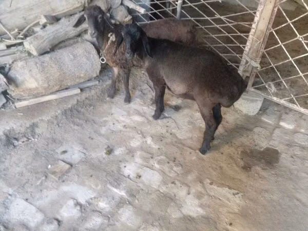 बकरा, बकरियाँ