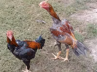Chickens — Foto 6