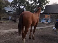 Horse (M), Horses — photo 2