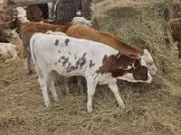 牛只（批次，未指定性别）, Simmental cattle — 照片 8
