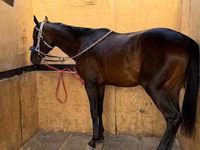 Horse (M), Thoroughbred horse — photo 3