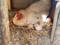 Leghorn — picha 4