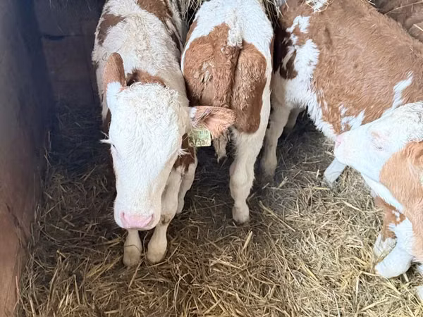Ng'ombe dume, Simmental cattle