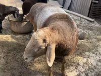 كبش, Arashan sheep — الصورة 1
