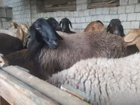 公羊, Blackheaded Persian sheep — 照片 8