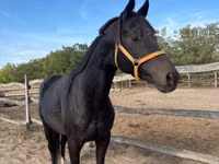 Horse (M), Horses — photo 4