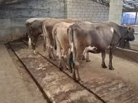 Bull, Cattle — photo 3