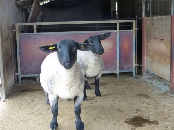 Ido, White Suffolk sheep