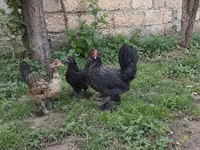 Japanese Bantam — picha 4