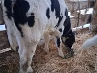 Dibi, Russian Black pied cattle — sawirka 2
