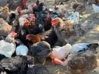 Chickens — sawirka 2