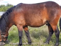 Hengst, American shetland pony — Foto 1