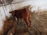 母牛, Cattle — 照片 1