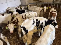 Ng'ombe dume, Simmental cattle — picha 5