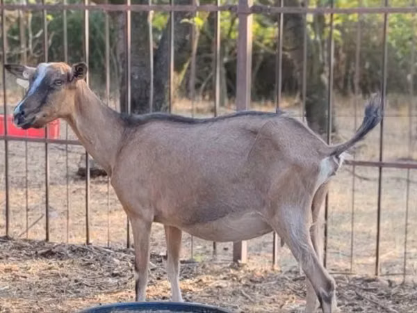 عنزة, Alpine goat