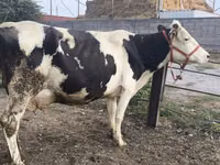 Cow, Holstein breed — photo 3