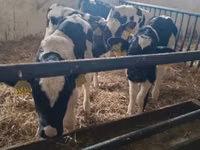 Bull, Russian Black pied cattle — photo 4