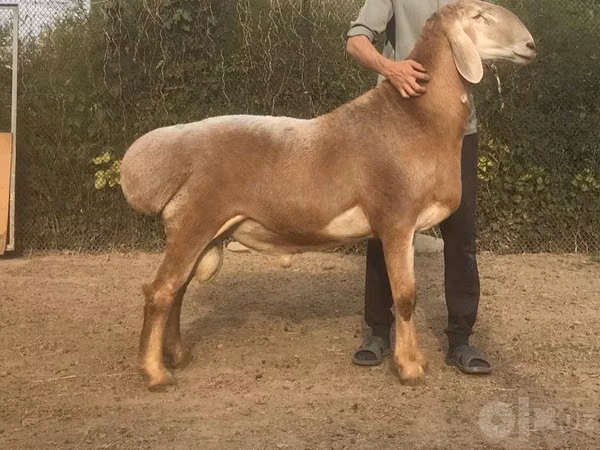 公羊, Sheep