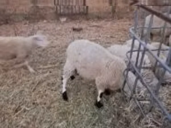 公羊, Cerry Hill sheep