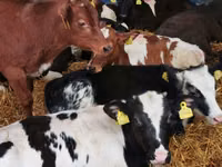 Bull, Simmental cattle — photo 2